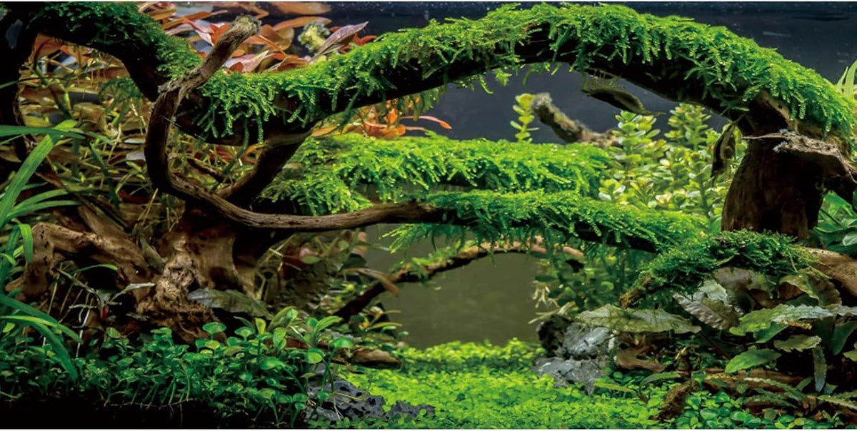 36x18 in Arch Branch Aquarium Backdrop Aquatic Plant Fish Tank Background