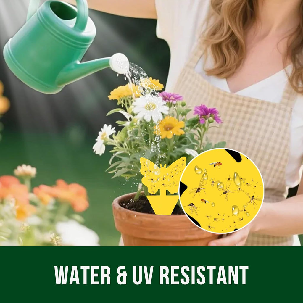 Fruit Fly Sticky Trap for Indoor and Outdoor, 36 Pack Fungus Gnat Killer for Houseplant,Mosquitos, Flying Insect