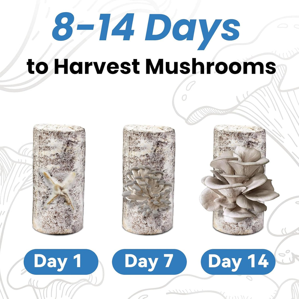 Organic Edible 4lbs Oyster Mushroom Growing Kit, Made in USA, Double-Side Mushroom Grow Kit Indoor, Harvest Gourmet