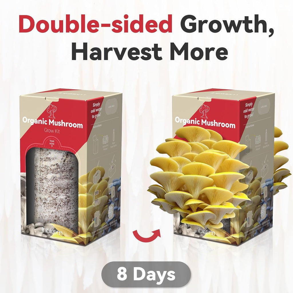 Large Organic Oyster Mushroom Growing Kit(4 lbs)