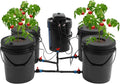 Hydroponic Growing System Kit - 4 Bucket Deep Water Culture DWC Setup with Air Pump - Soil-Free Indoor Gardening for