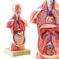 Human Body Model for Anatomy Study, 15 Part 11'' | Human Torso Model with Removable Organs Brain Lung Stomach Heart