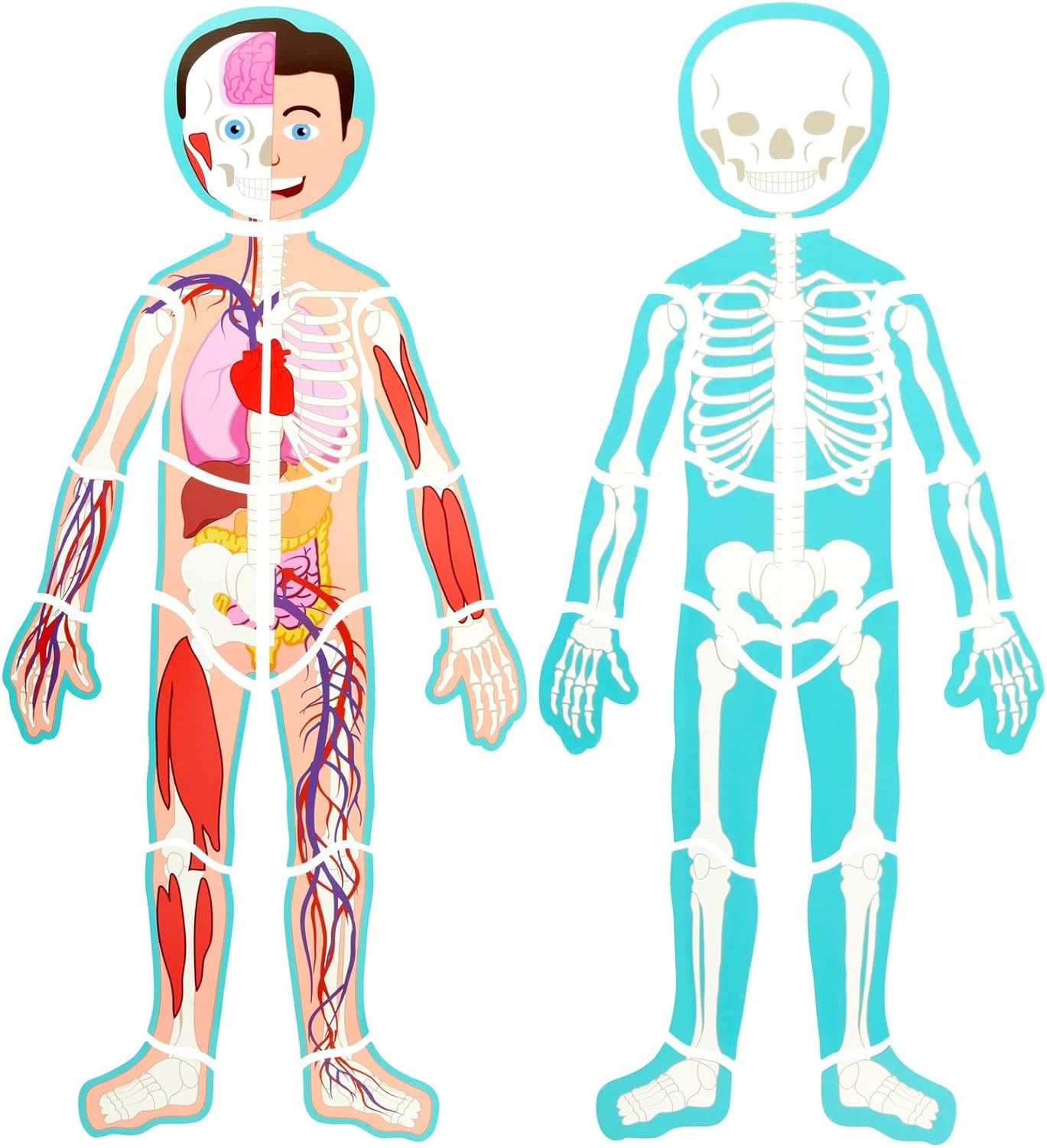 Interactive Magnetic Human Body Model - 3 ft, 17-Piece Double-Sided Anatomy Set for Kids - Human Anatomy with Organs