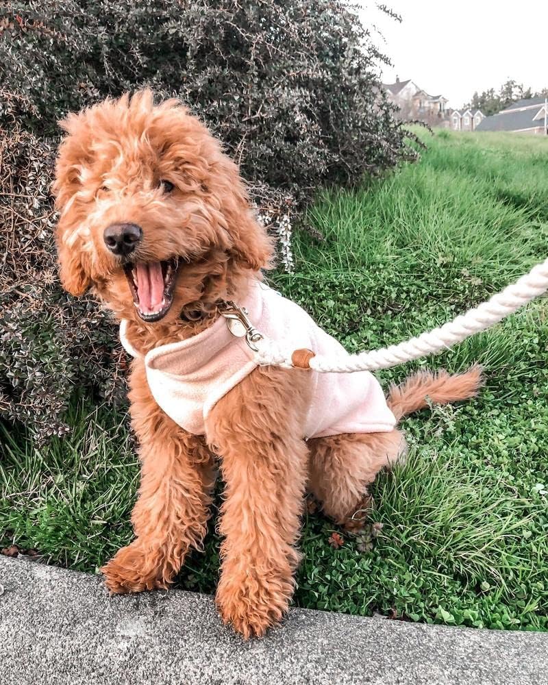 Fleece Vest Dog Sweater - Pink, Medium - Warm Pullover Fleece Dog Jacket with O-Ring Leash for Small to Medium Dogs
