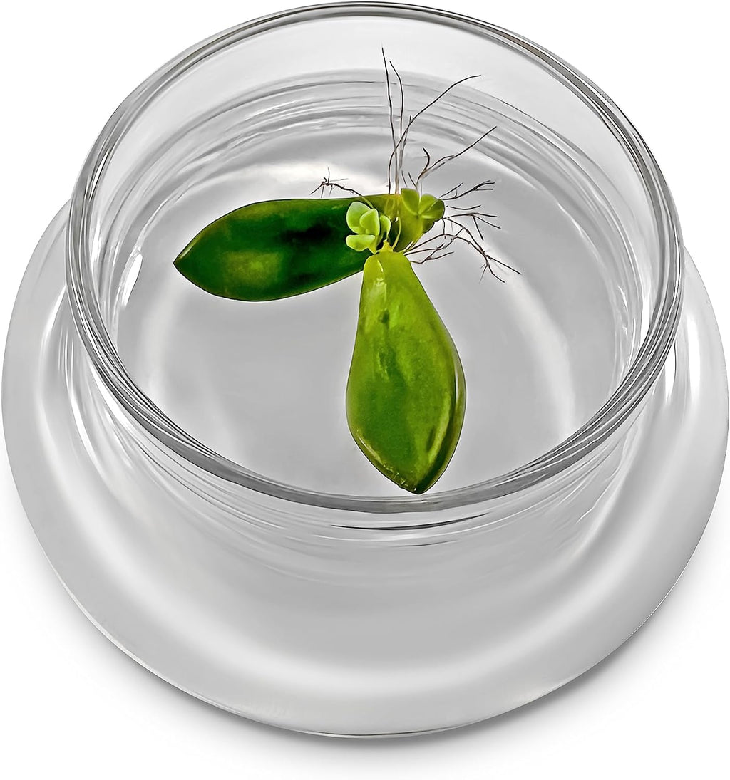 Terra Gel Plant Propagation Seed Starter Tray with Glass Dome – Advanced Technology Gardening Supplies Plant