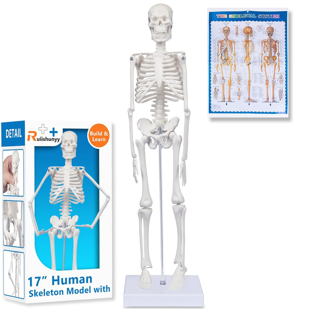 Human Skeleton Model for Anatomy: 17"H Mini Human Body Model with Movable Arms, Legs & Sturdy Stand, Scientific Bone