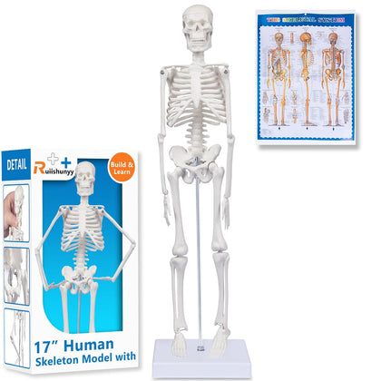 Human Skeleton Model for Anatomy: 17"H Mini Human Body Model with Movable Arms, Legs & Sturdy Stand, Scientific Bone