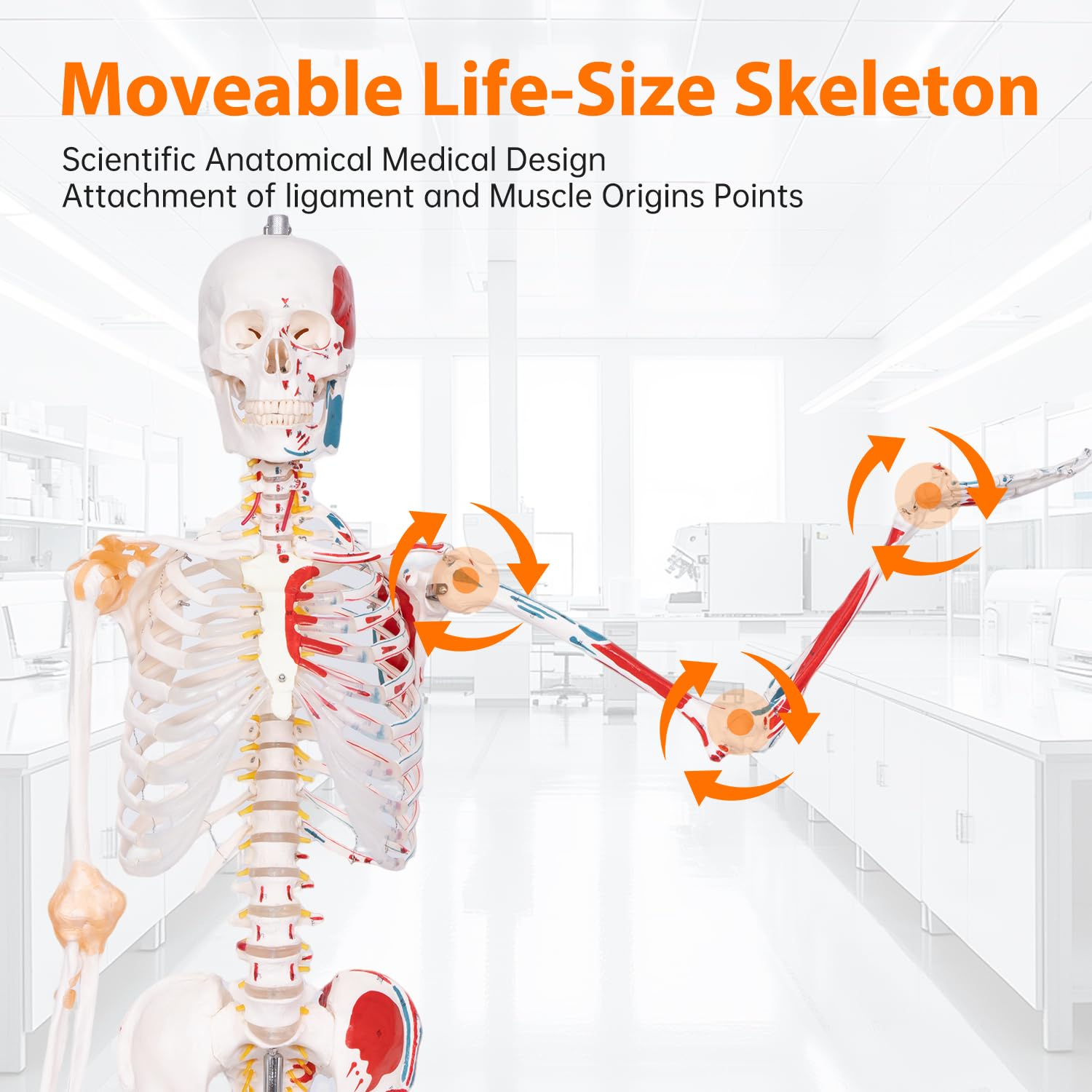 70.8" Human Anatomy Model,Skeleton Model Muscle Insertion & Ligaments | Full Size Posable Anatomy Skeleton,Muscle
