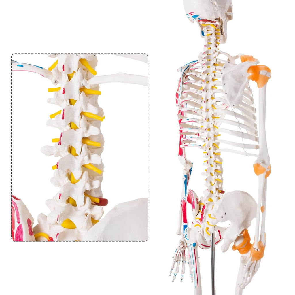 Human Skeleton Model, Life Size Anatomical Skeleton Replica with Spinal Nerves, Muscle Insertion and Origin Points