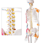 Human Skeleton Model, Life Size Anatomical Skeleton Replica with Spinal Nerves, Muscle Insertion and Origin Points