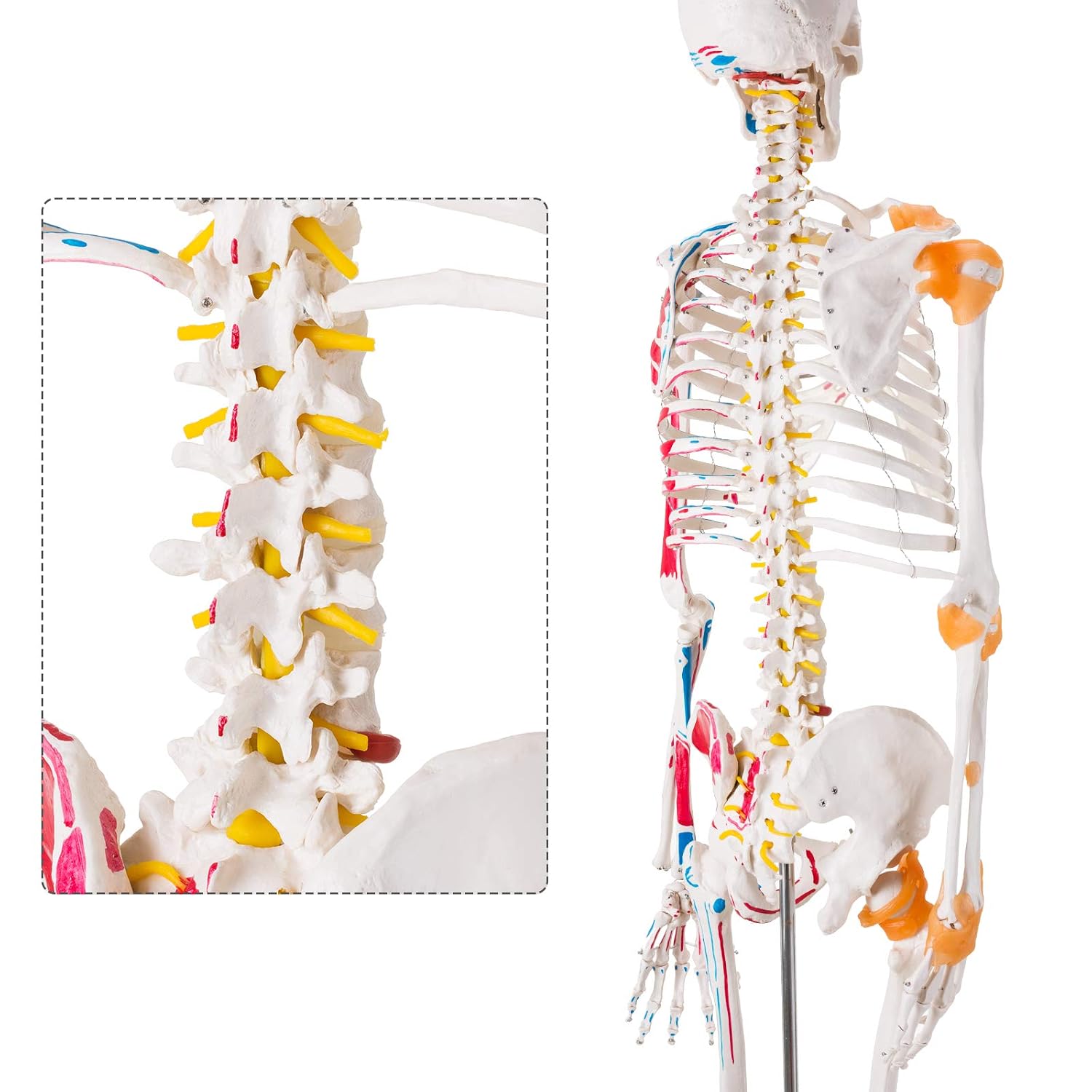 Human Skeleton Model, Life Size Anatomical Skeleton Replica with Spinal Nerves, Muscle Insertion and Origin Points