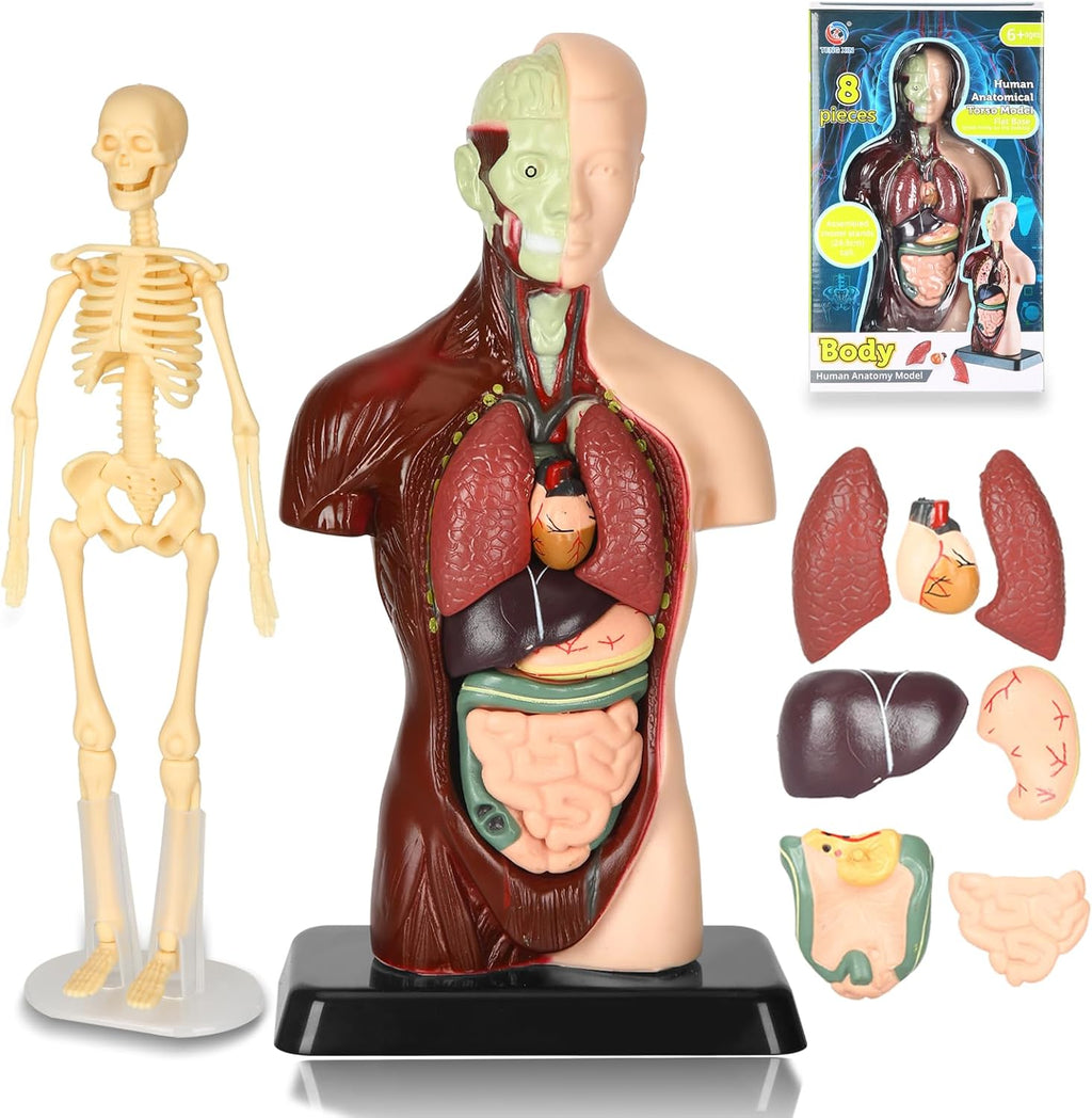 Human Body Model, 8 Pcs Removable with Skeleton Model for Kids | 9.6 inch Human Torso Anatomical Model with Various