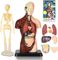 Human Body Model, 8 Pcs Removable with Skeleton Model for Kids | 9.6 inch Human Torso Anatomical Model with Various
