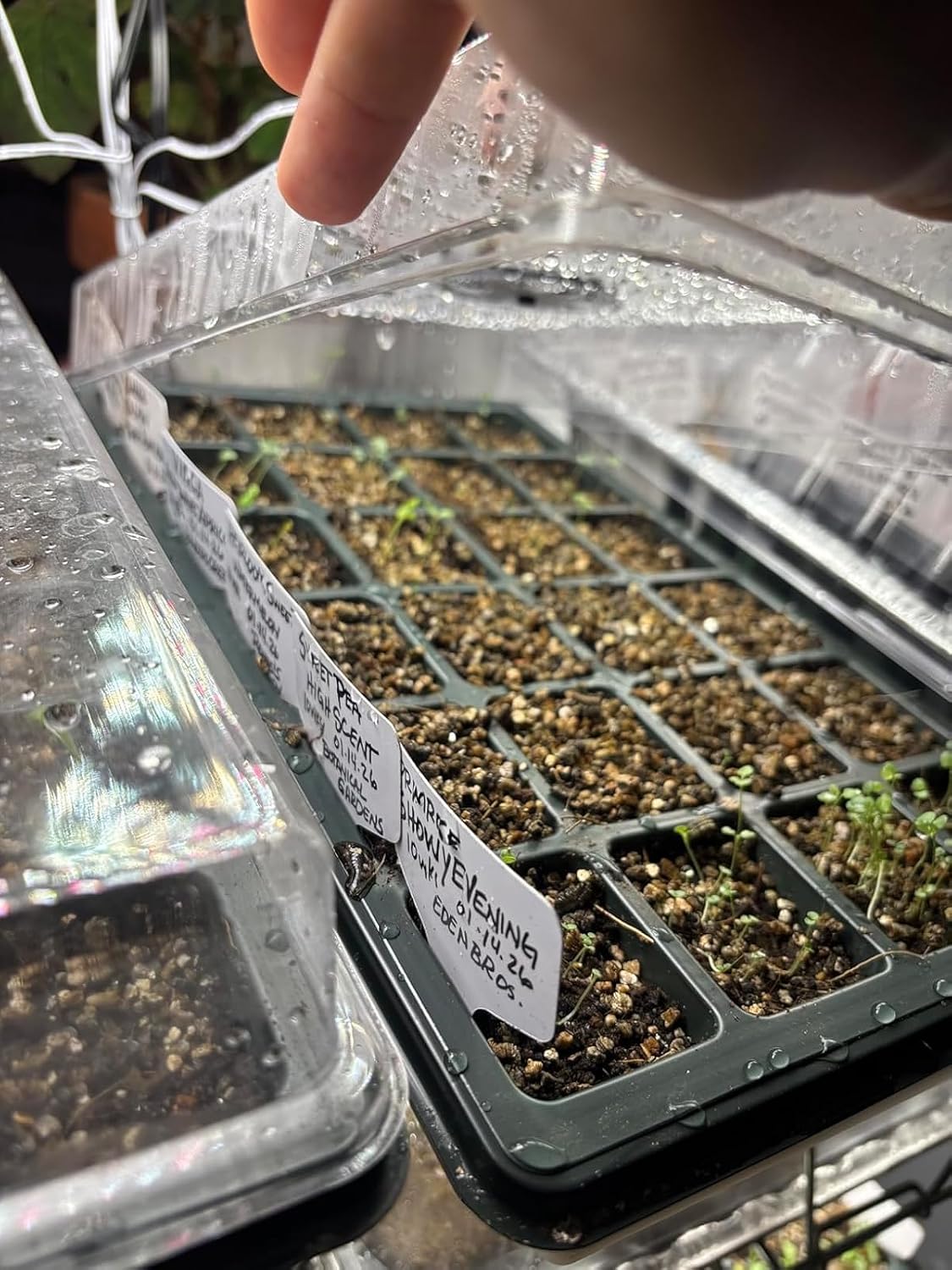 5-Pack Seed Starter Trays with Humidity Dome & Large 24-Cell Plug Trays | XL Cells Plant Germination Tray with Vented