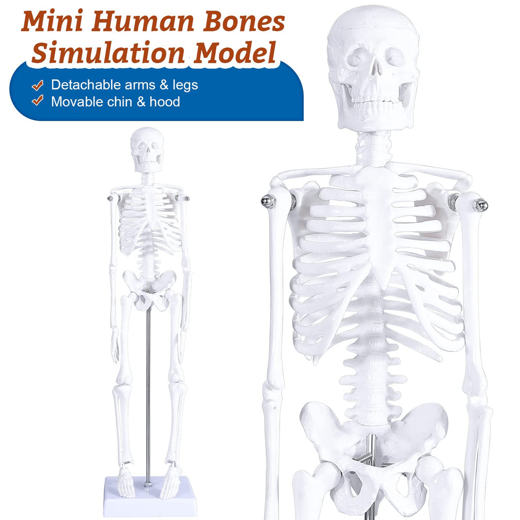 Human Heart & Body Torso & Skeleton Anatomy Model - Anatomical Assembly Model of Human Organs Mini Human Skeleton