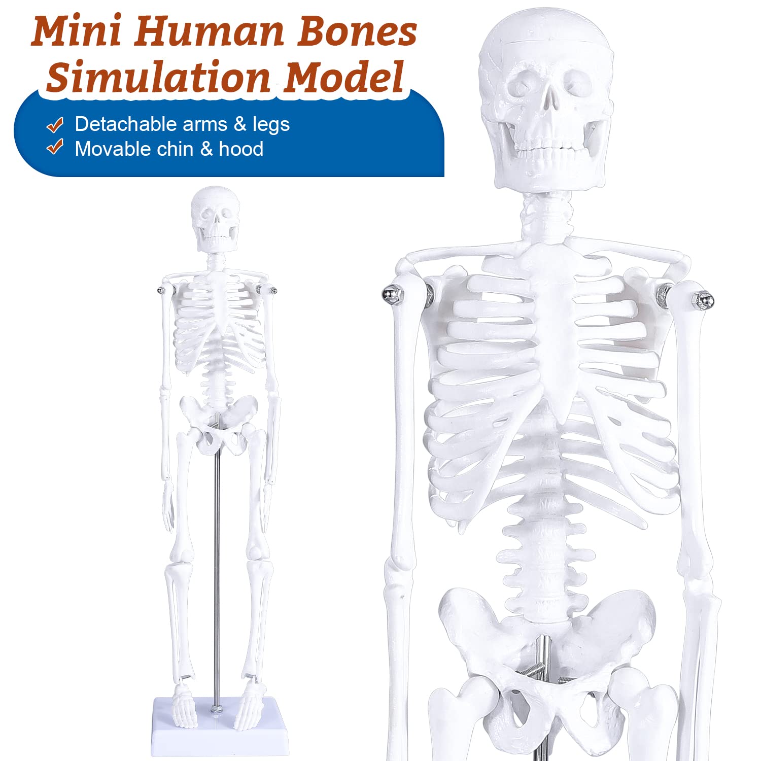 Human Heart & Body Torso & Skeleton Anatomy Model - Anatomical Assembly Model of Human Organs Mini Human Skeleton