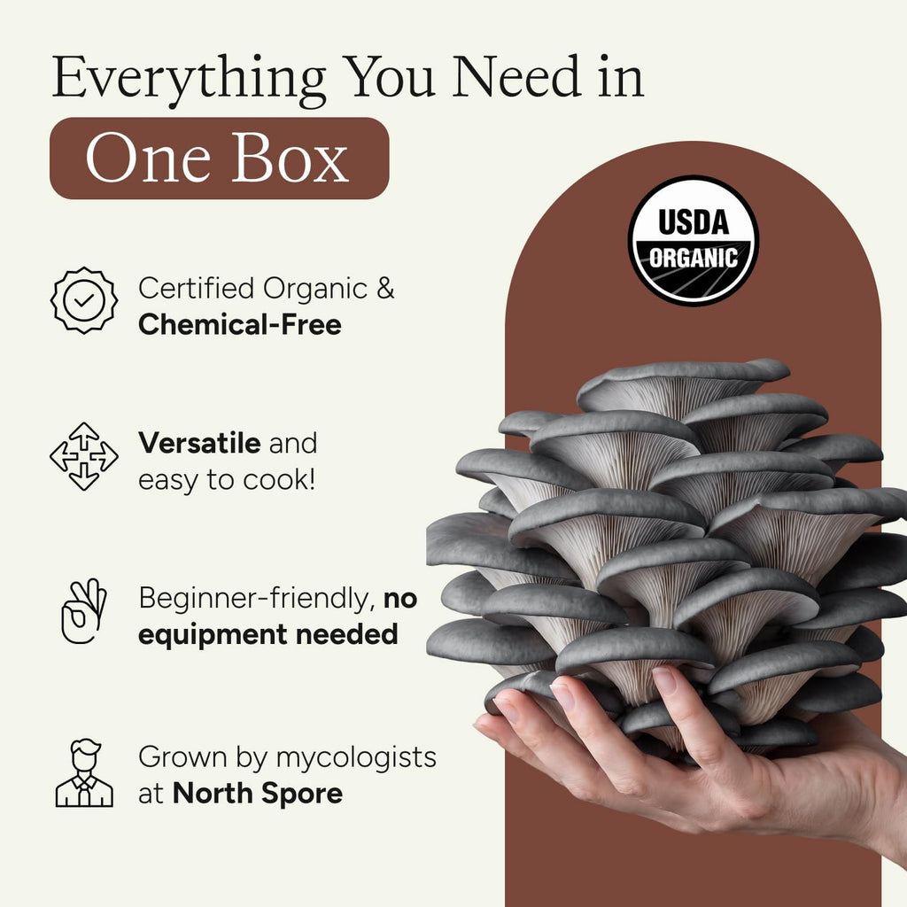 Organic Blue Oyster Mushroom Grow Kit, 4 lbs