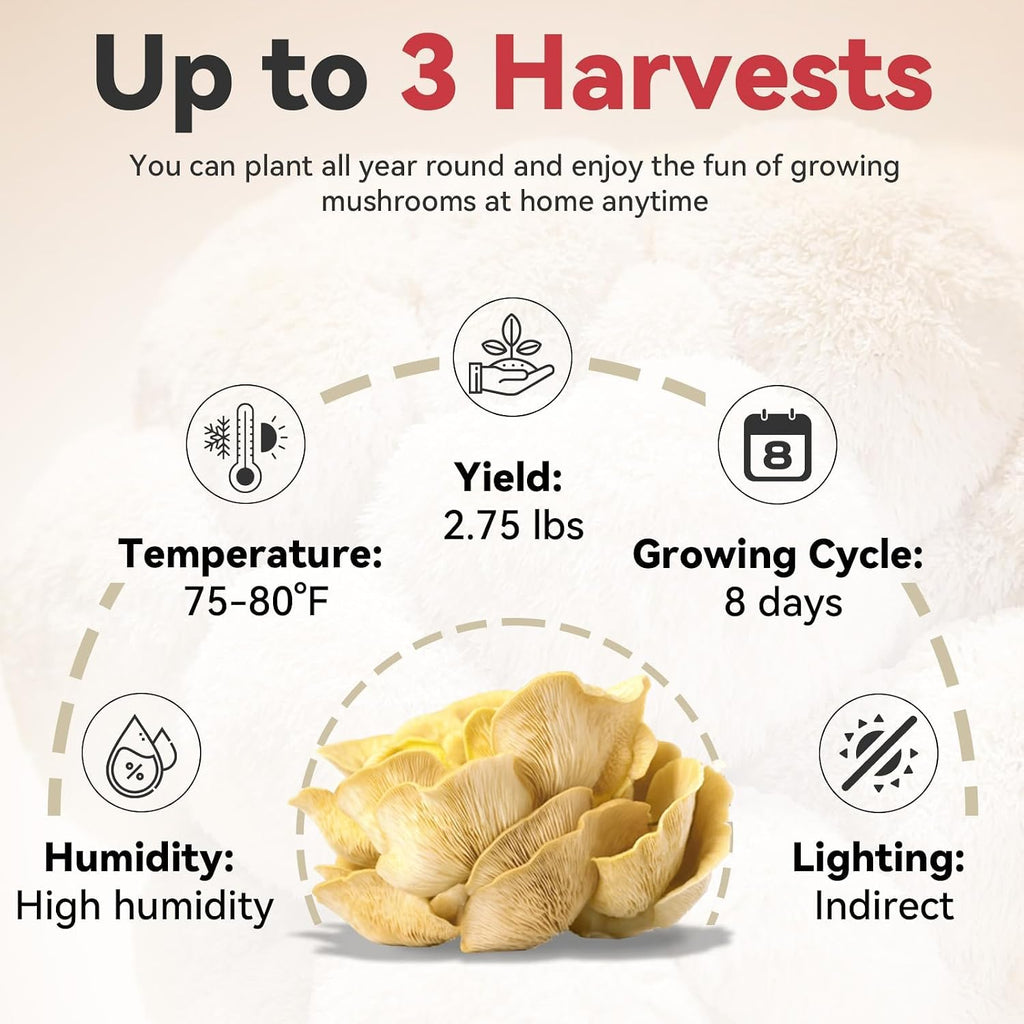 Large Organic Oyster Mushroom Growing Kit(4 lbs)