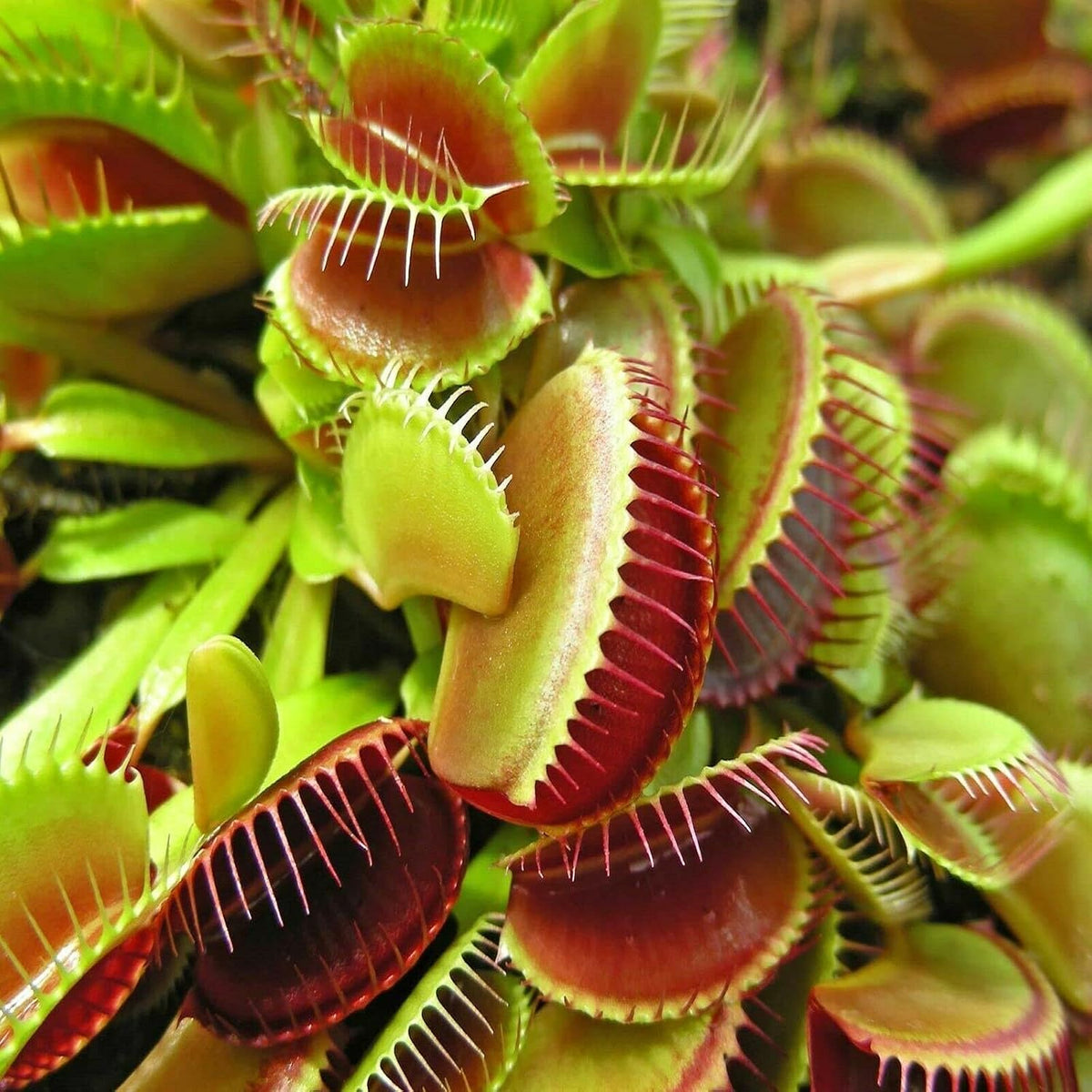 Bloodworms, Grade A Freeze Dried Bloodworms for All Tropical Fish, Cichlids, Discus, Tetras, Goldfish, Bettas, Angel