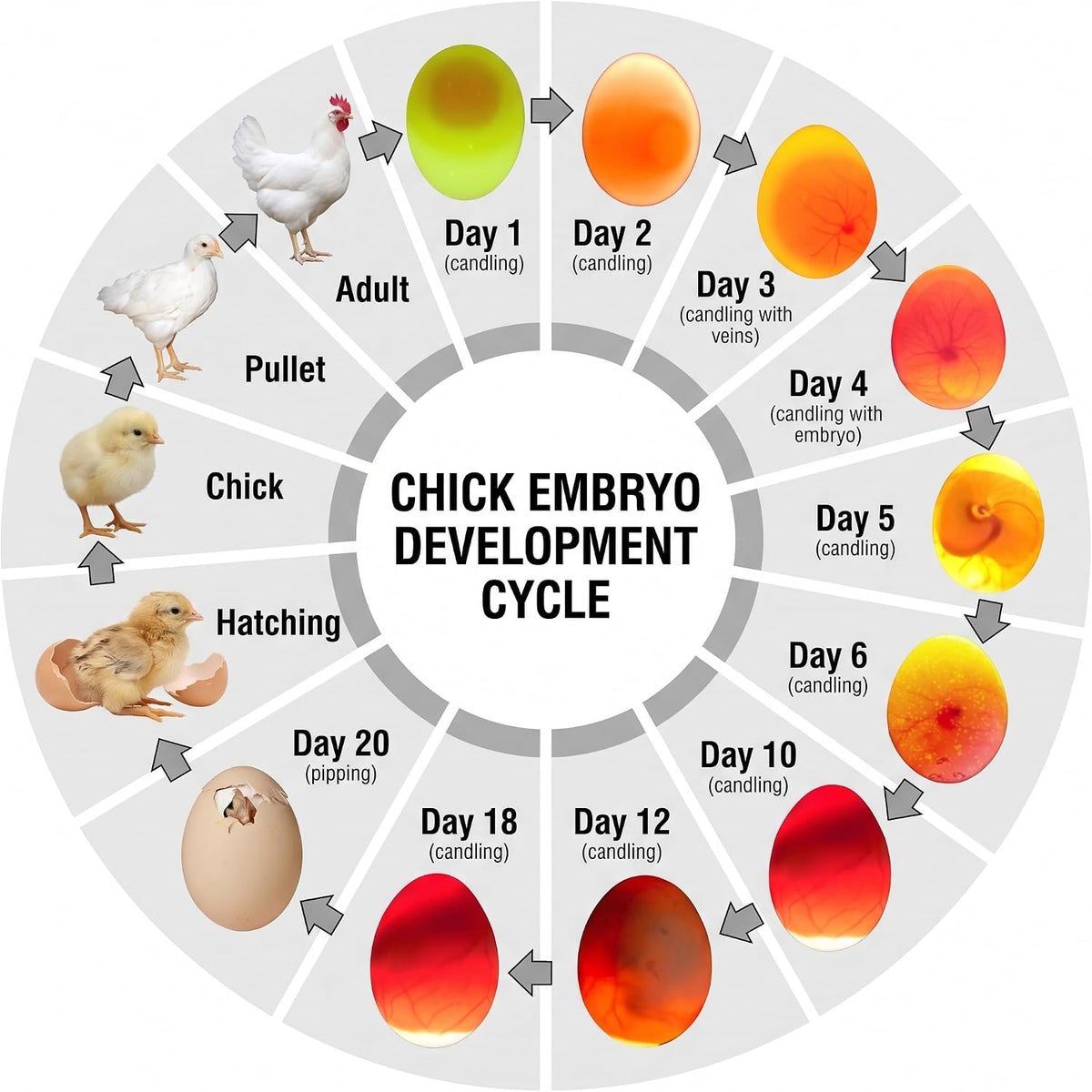 Egg Candler for Chicken Eggs, Rechargeable USB Egg Candling Light