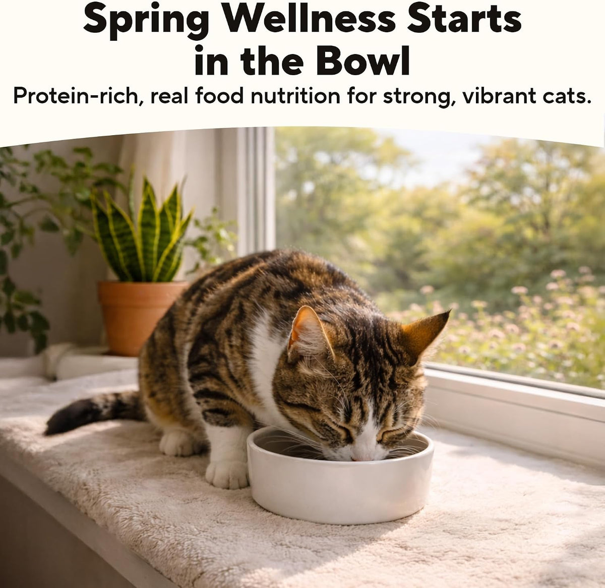Grain Free Wet Cat Food, 95% Chicken & Chicken Liver, 5.5oz
