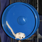 Silent Runner Pro | Sugar Glider Exercise Wheel (Black with Attachment)
