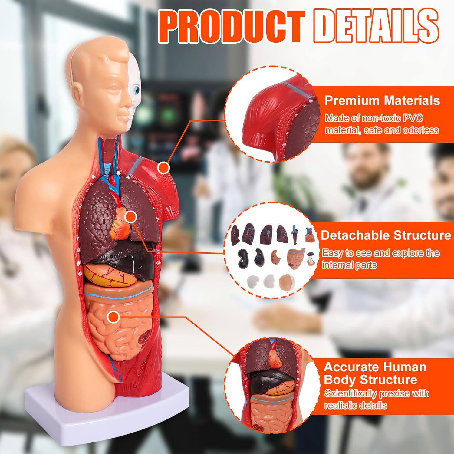 Human Anatomy Models Bundle Set, Brain, Human Torso Body, Heart & Skeleton | Non-Toxic PVC 3D Anatomy Models for