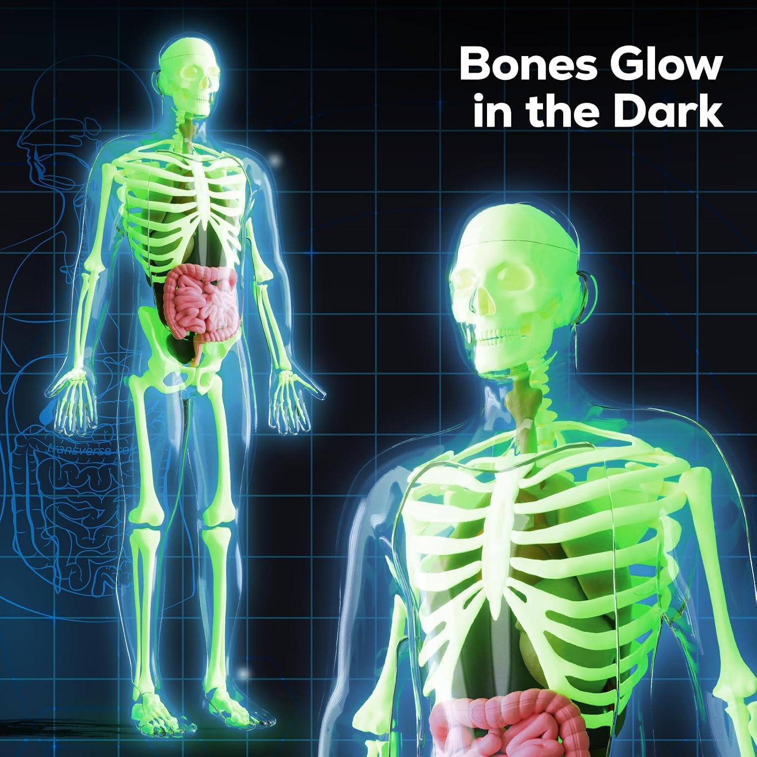 Human Body Skeleton Model Kit, Glow in The Dark Science Kit for Kid | 40 Piece Anatomy Figure, STEM Educational Toys
