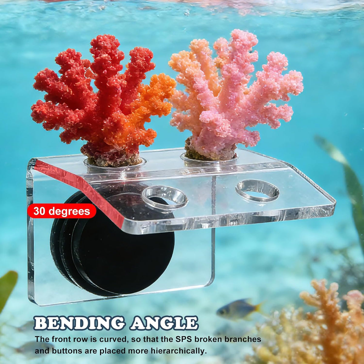Magnetic Coral Frag Holder, 4 Holes Aquarium Coral Frag Rack