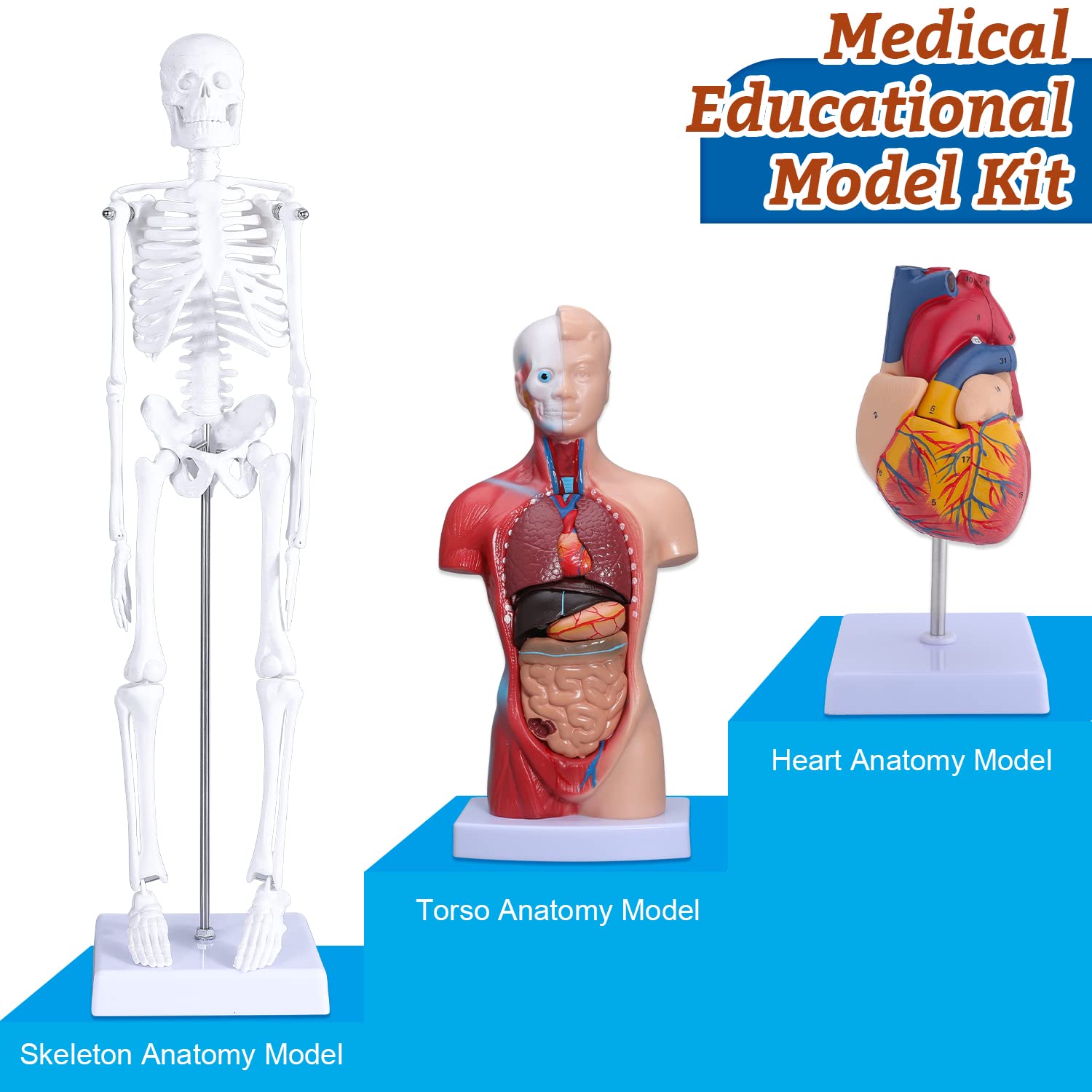 Human Heart & Body Torso & Skeleton Anatomy Model - Anatomical Assembly Model of Human Organs Mini Human Skeleton