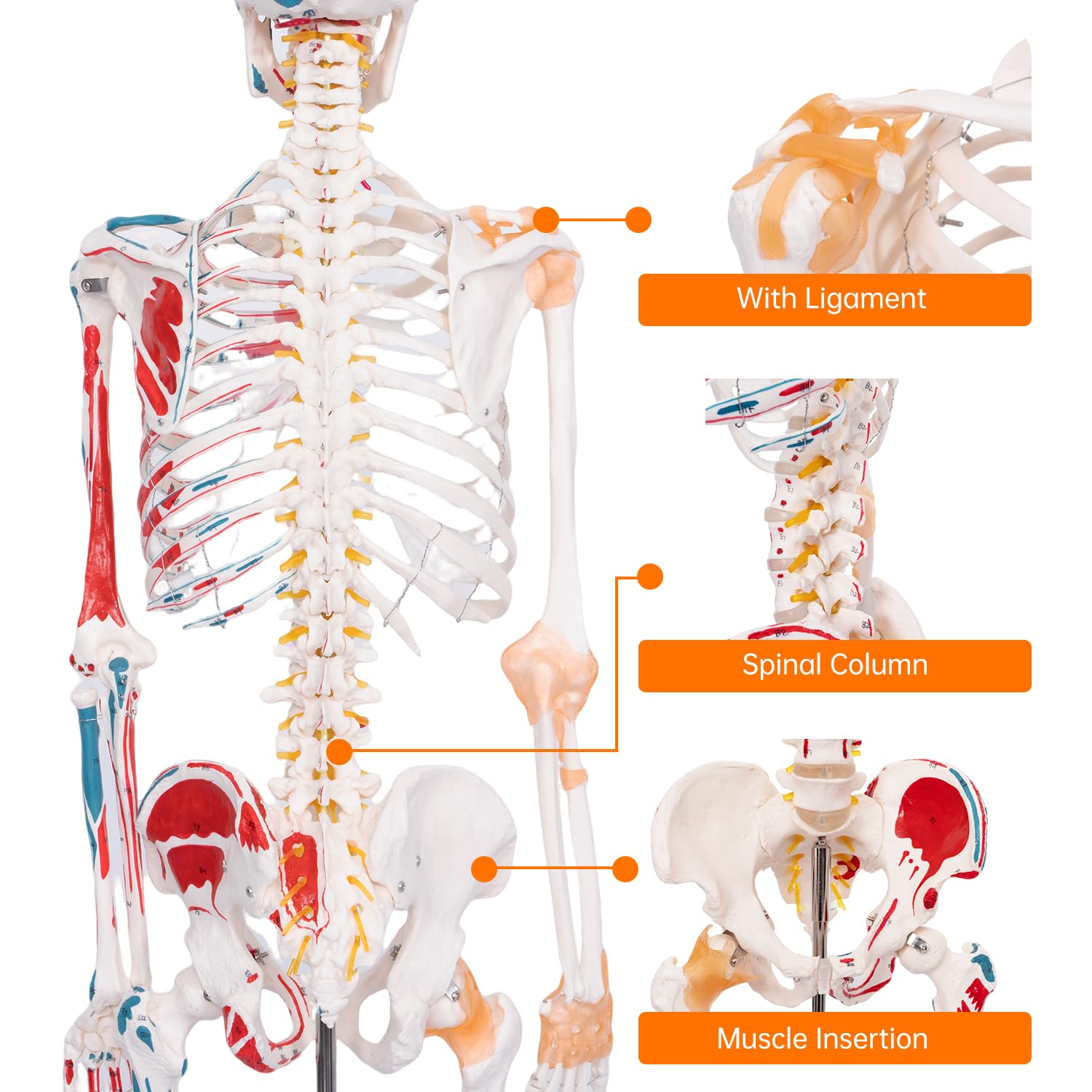 70.8" Human Anatomy Model,Skeleton Model Muscle Insertion & Ligaments | Full Size Posable Anatomy Skeleton,Muscle