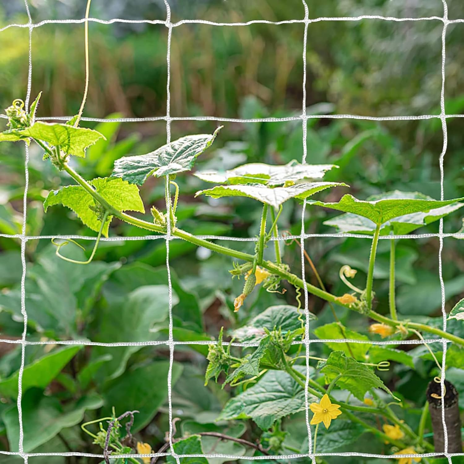 Heavy-Duty Polyester Plant Trellis Netting 5 x 30ft (1 Pack)