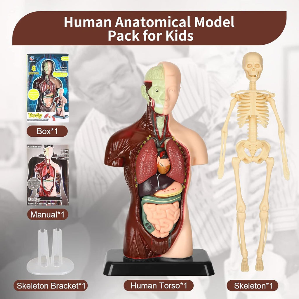 Human Body Model, 8 Pcs Removable with Skeleton Model for Kids | 9.6 inch Human Torso Anatomical Model with Various