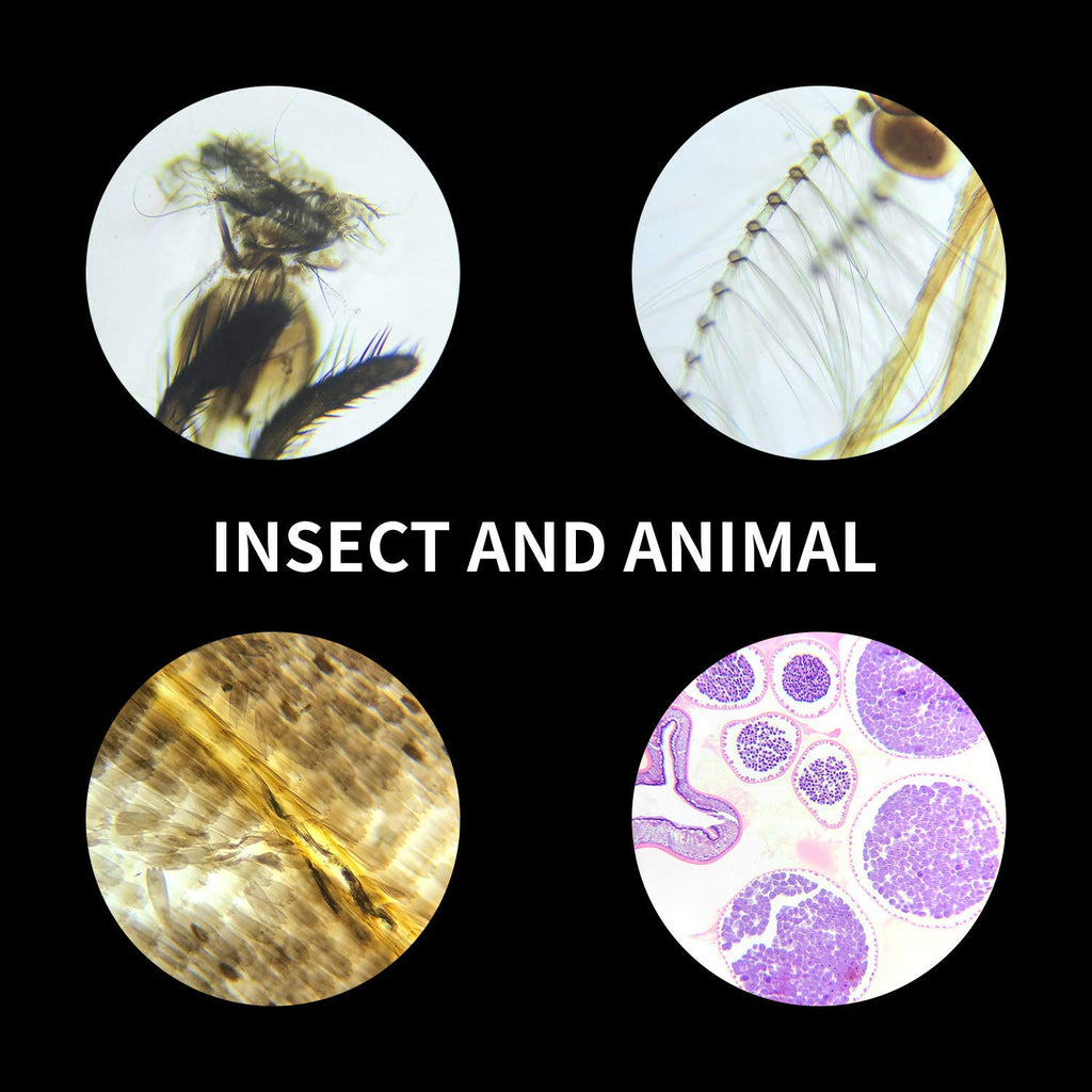 100 Prepared Microscope Slides Specimens, Kids Students STEM Science | Animal Plant Insect Specimens, Labels Round