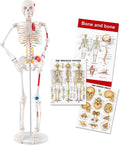 33.4” Human Skeleton Model with Removable Arms & Legs – Durable Mini Anatomy Model for Teaching, Scientific Study