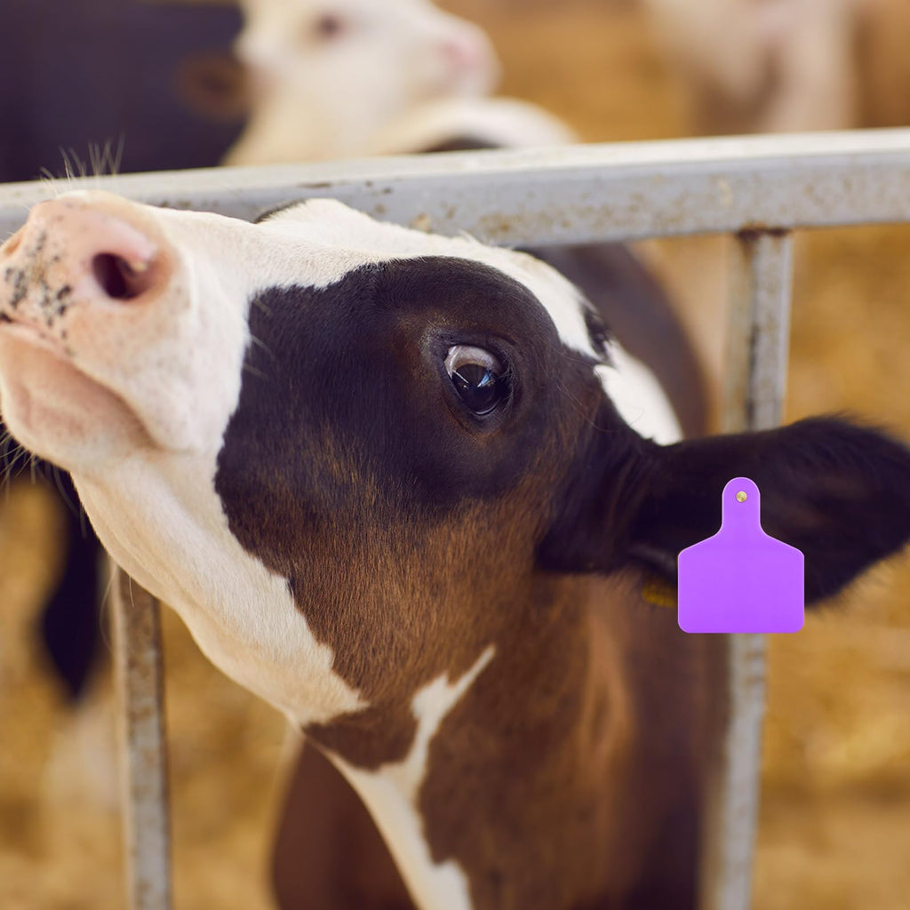 100 Pcs Blank Cattle Ear Tags Large Plastic Animal Cow Tags, Purple