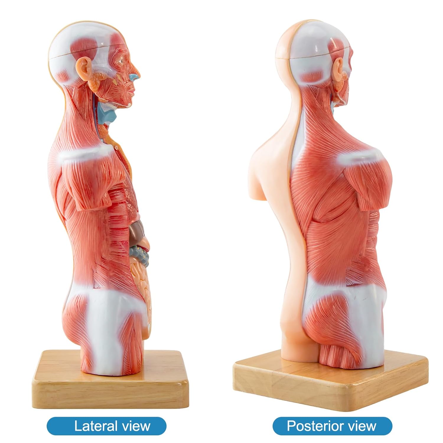 Human Body Model for Anatomy Study, 15 Part 11'' | Human Torso Model with Removable Organs Brain Lung Stomach Heart