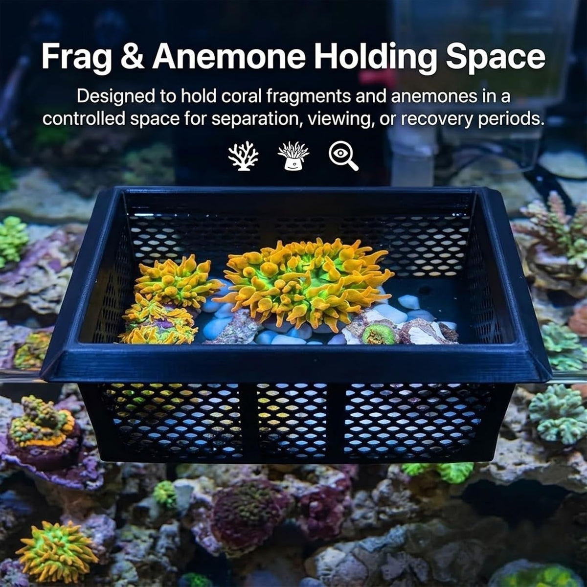 Floating Coral Basket for Reef Tanks (4x6 inch), Anemone and Frag Isolator Cup Mount, Saltwater Aquarium Safe
