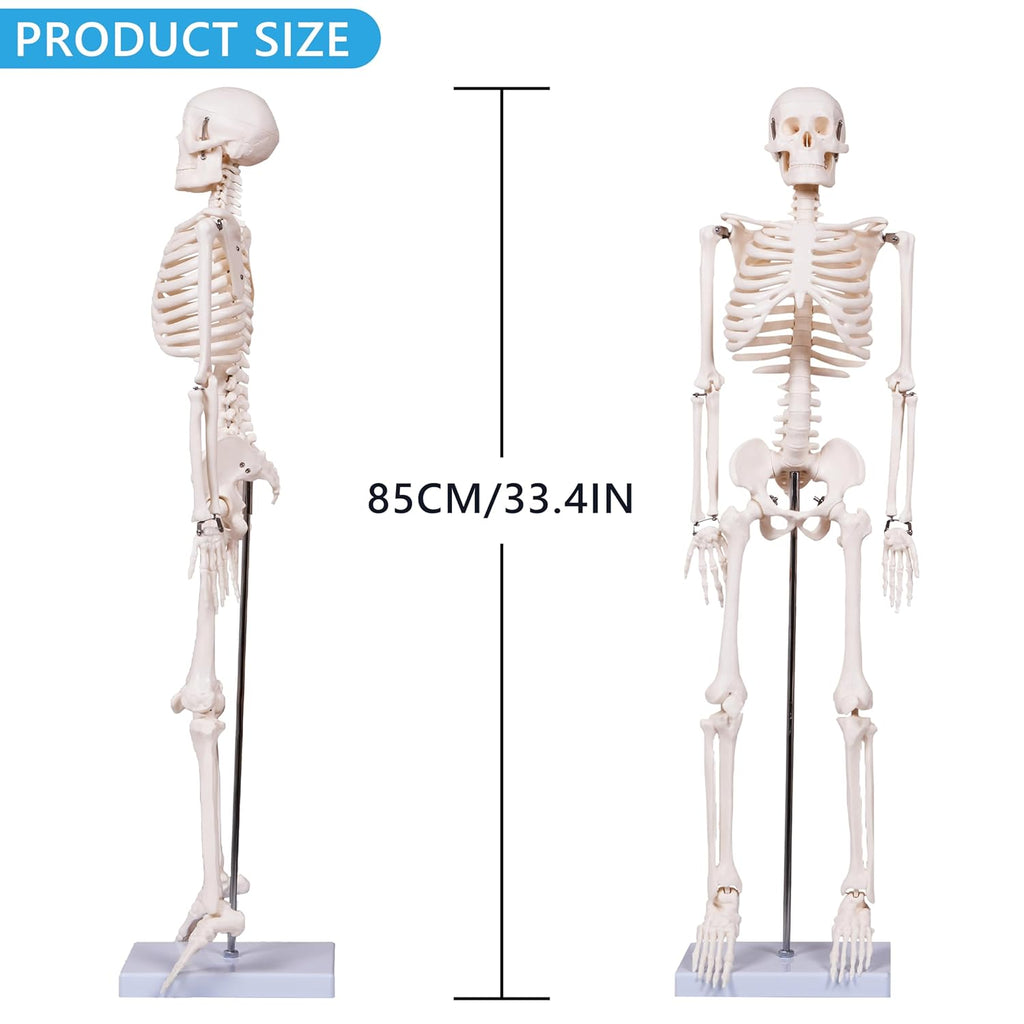 Scientifc Human Skeleton Model for Anatomy, 33.4’’ Skeleton Model with Metal Stand, Removable Arms&Legs for Student