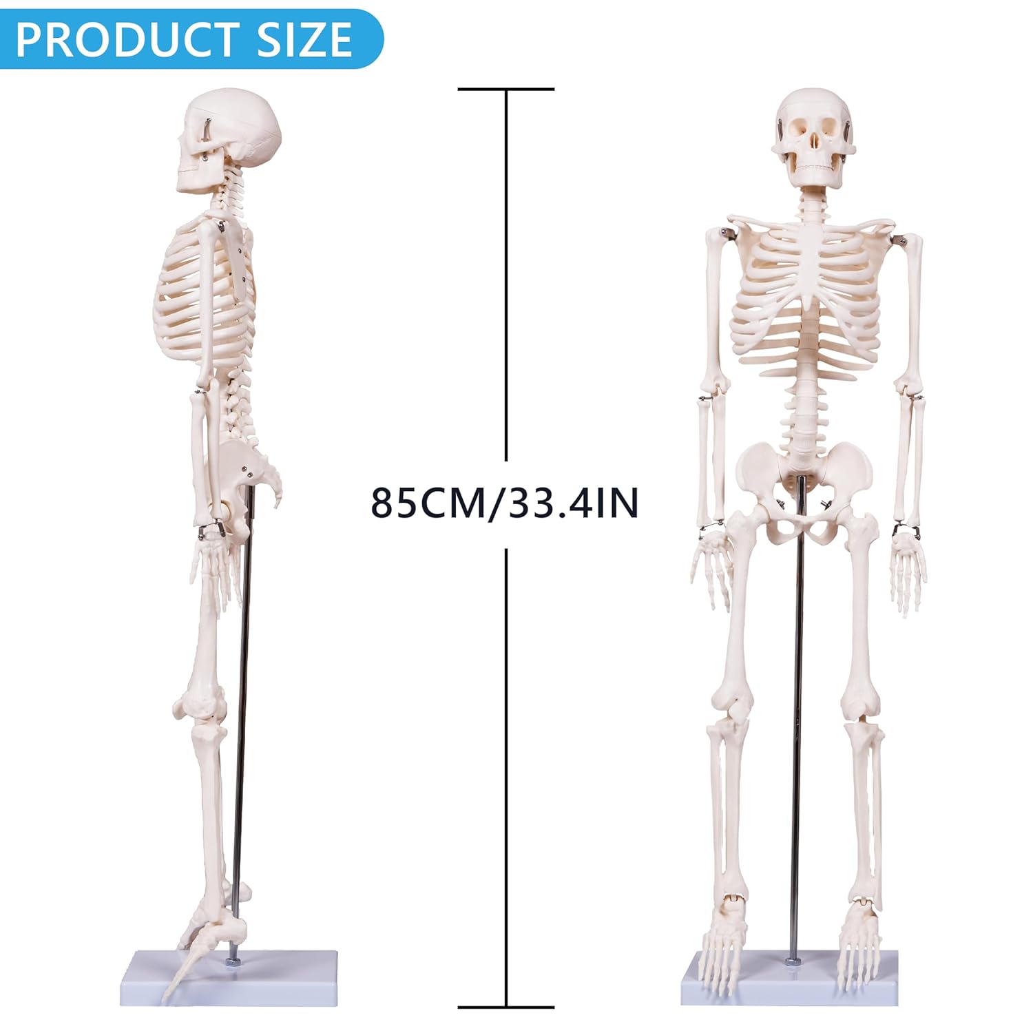 Scientifc Human Skeleton Model for Anatomy, 33.4’’ Skeleton Model with Metal Stand, Removable Arms&Legs for Student