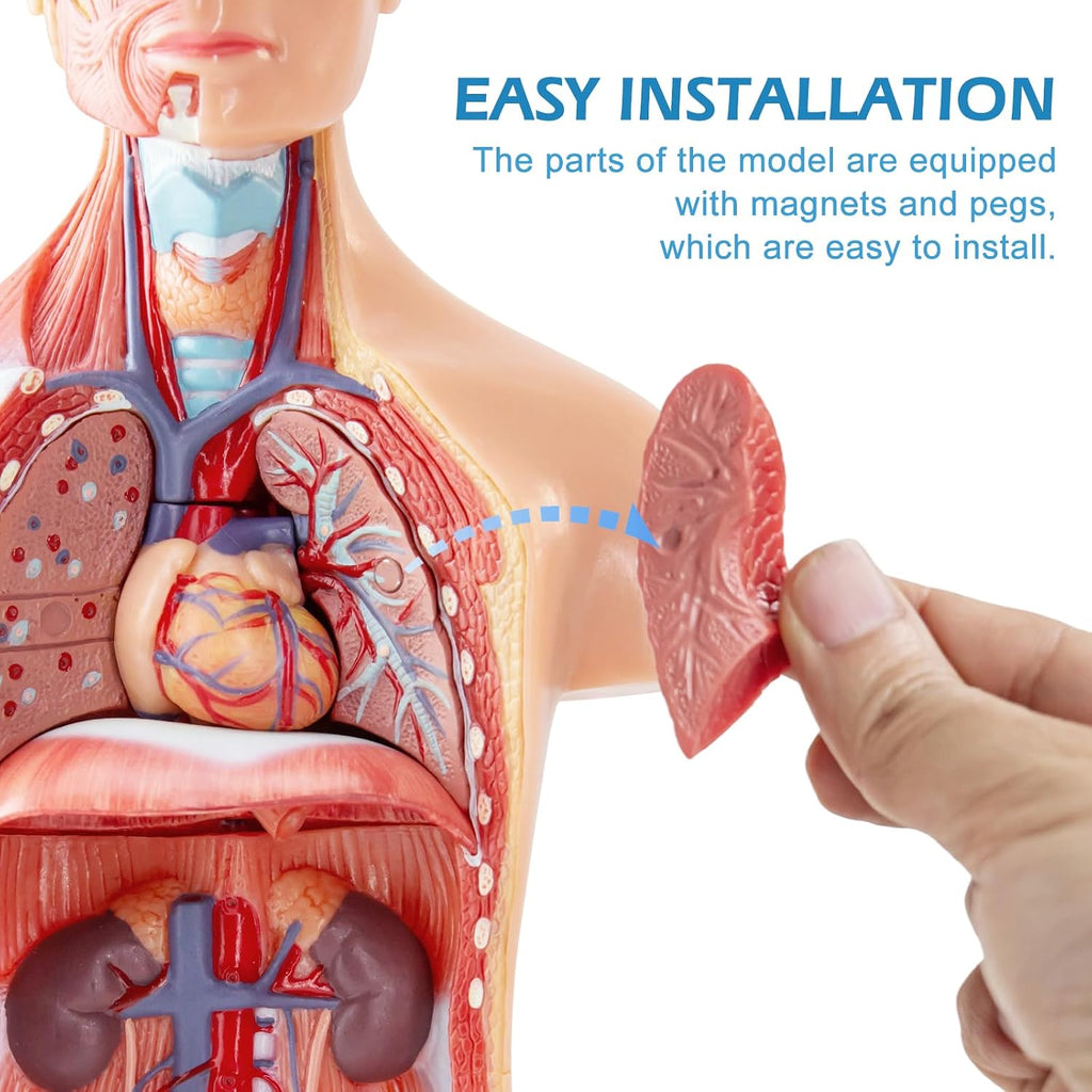 Human Body Model for Anatomy Study, 15 Part 11'' | Human Torso Model with Removable Organs Brain Lung Stomach Heart