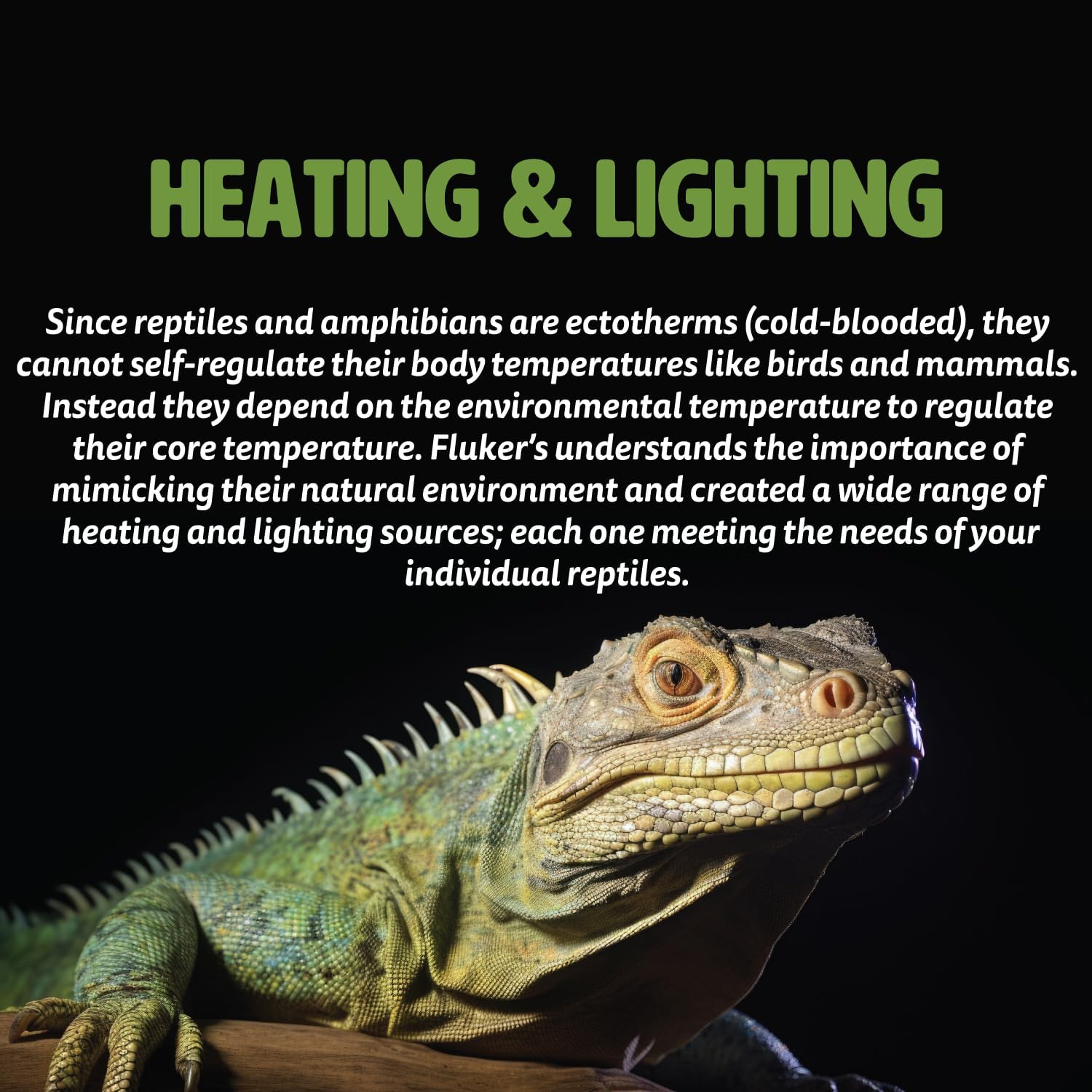 Incandescent Basking Spotlight Bulbs for Reptiles Tanks, Reptile Heat Lamp Bulbs for Infrared Light, 40-Watt