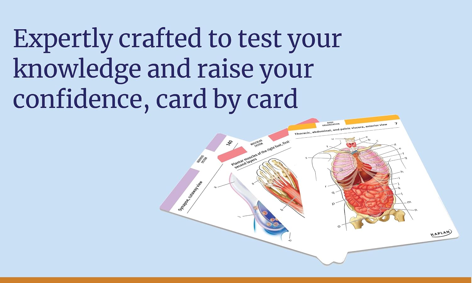 Anatomy Flashcards: 300 Flashcards with Anatomically Precise Drawings and Exhaustive Descriptions