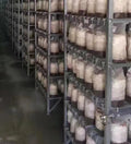 Mushroom Grow Bags XLS Extra Large 10''x5.5''x24'' with 0.5 Micron Filter