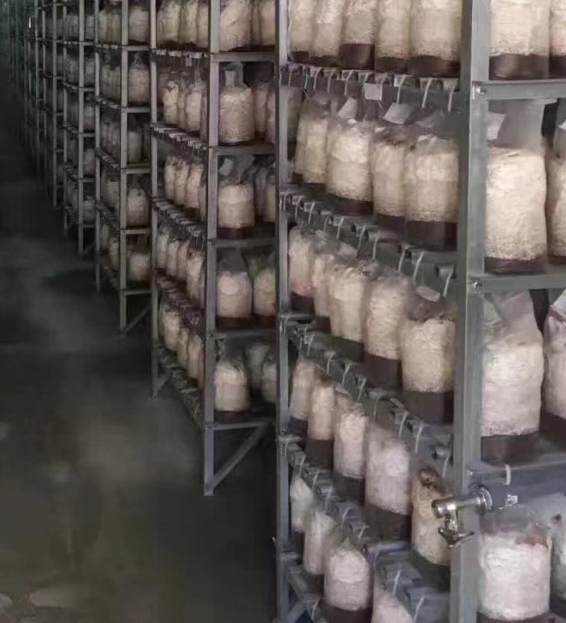 Mushroom Grow Bags XLS Extra Large 10''x5.5''x24'' with 0.5 Micron Filter