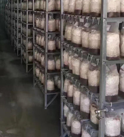 Mushroom Grow Bags XLS Extra Large 10''x5.5''x24'' with 0.5 Micron Filter