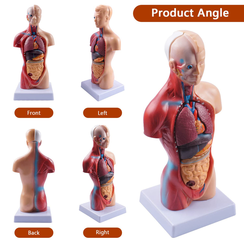 10.5inch Medical Torso Human Body Model Anatomy Doll 15 Removable Parts Education Organs Model for Teaching Study
