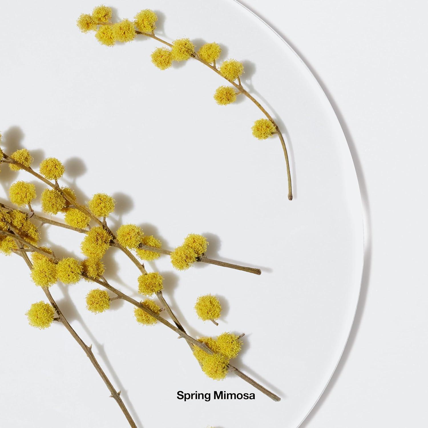 Happy Body Spritz | Notes of Grapefruit, Bergamot, Hawaiian Wedding Flower + Spring Mimosa | Women's Fragrance, 4.2
