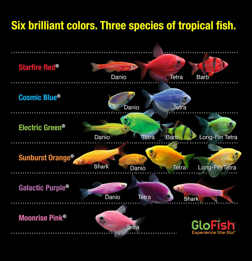 20 Gallon Complete Fish Tank Kit