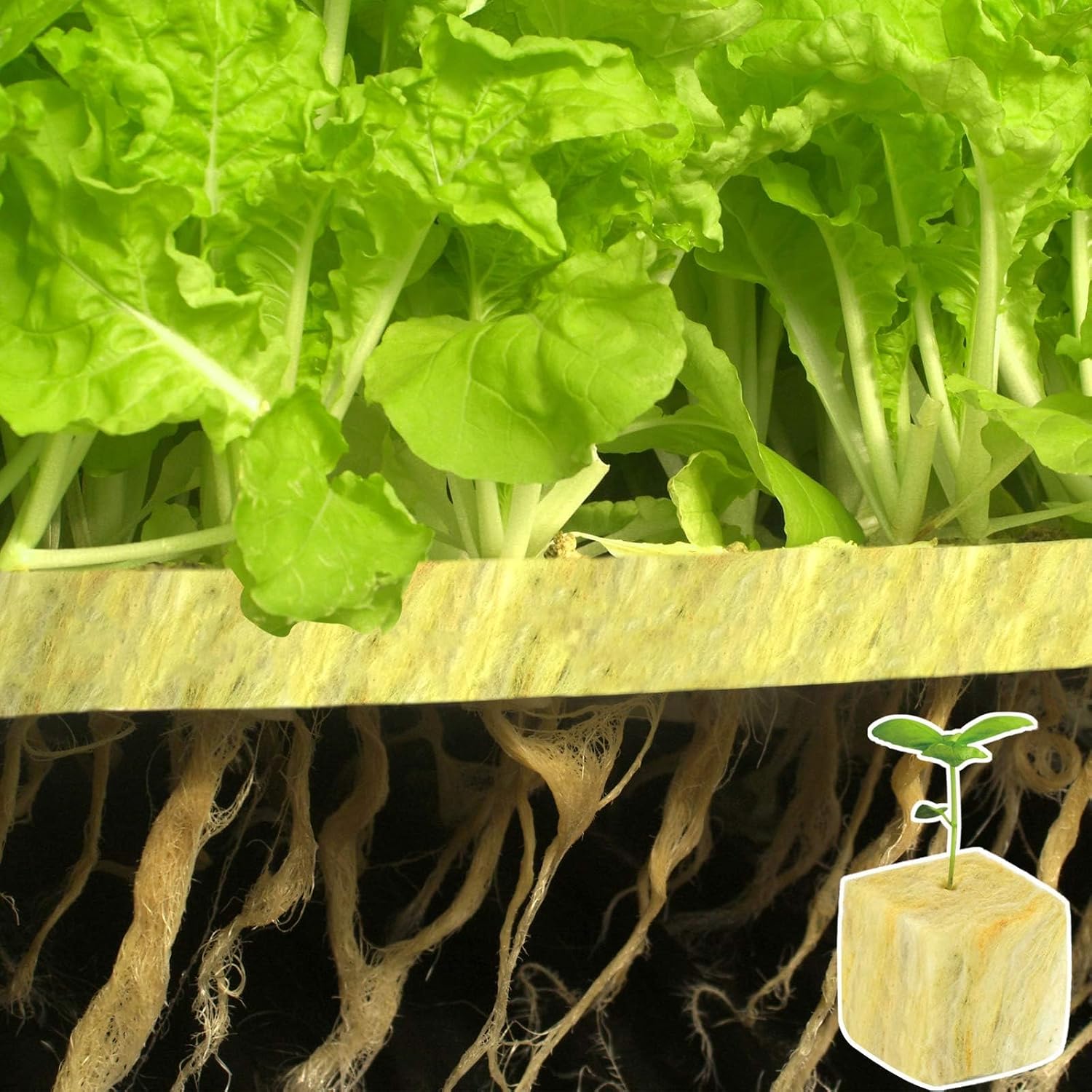 1.5 in Rockwool Cubes for Hydroponics, 196 Plugs Seed Starter Cube | High Germination Rate for Vegetables & Herbs